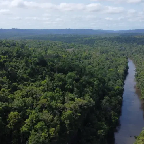 Governo do Amapá avança no mercado de ativos ambientais e realiza capacitação sobre sistema jurisdicional de carbono