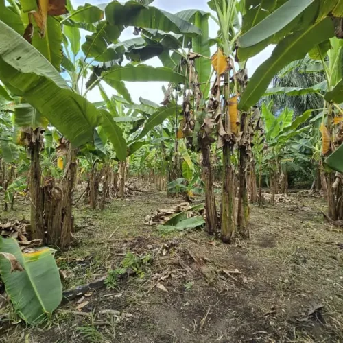 Balanço 2025: Governo do Estado impulsiona desenvolvimento rural com ações estruturantes e pioneiras para o setor agrícola amapaense