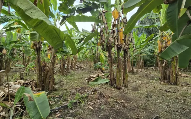 Balanço 2025: Governo do Estado impulsiona desenvolvimento rural com ações estruturantes e pioneiras para o setor agrícola amapaense