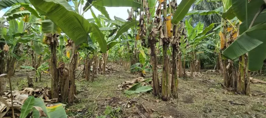 Balanço 2025: Governo do Estado impulsiona desenvolvimento rural com ações estruturantes e pioneiras para o setor agrícola amapaense